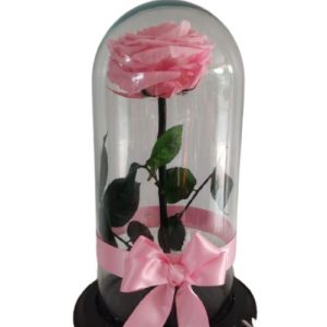 Rosa preservada Rosada